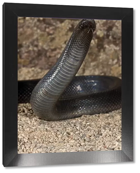 Stiletto Snake (Mole Viper) Atractaspis bibroni Native to East Africa