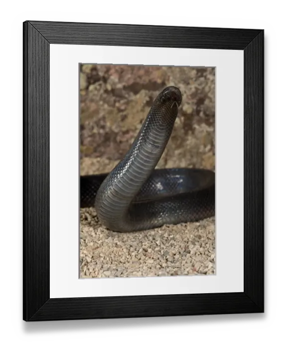 Framed Print : Stiletto Snake (Mole Viper) Atractaspis bibroni Native to East Africa Framed Print : Stiletto Snake (Mole Viper) Atractaspis bibroni Native to East Africa