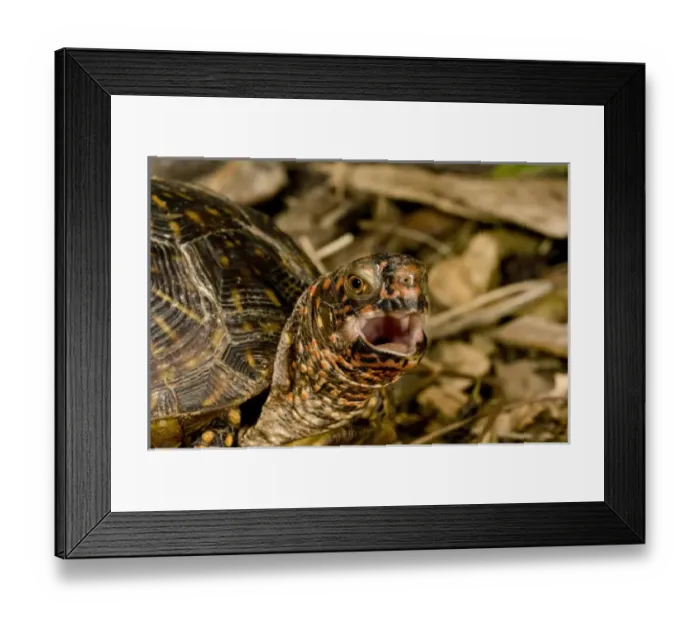Framed Print : Box Turtle Terrapene carolina Native to Eastern US Framed Print : Box Turtle Terrapene carolina Native to Eastern US
