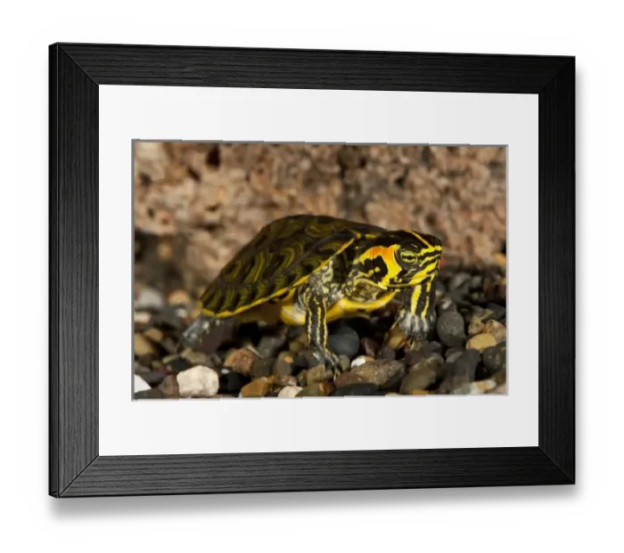 Framed Print : Yellow Bellied Turtle Chrysemys scripta scripta Mid to Southern East Coast US Framed Print : Yellow Bellied Turtle Chrysemys scripta scripta Mid to Southern East Coast US