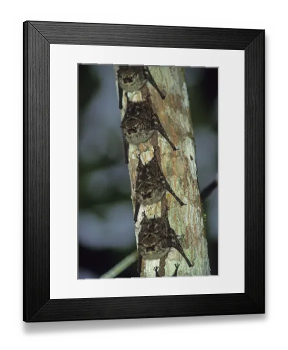 Framed Print : 05. White-lined Sac Winged Bat, (Saccopteryx billineata) Framed Print : 05. White-lined Sac Winged Bat, (Saccopteryx billineata)