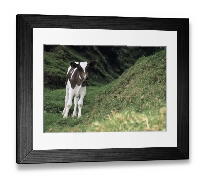 Framed Print : 05. CA, Costa Rica, San Gerardo de Dota. Calf on Hill Framed Print : 05. CA, Costa Rica, San Gerardo de Dota. Calf on Hill