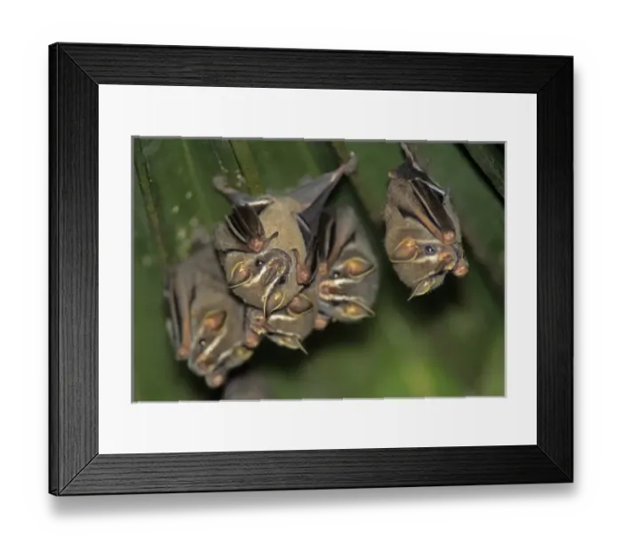 Framed Print : 05. Tent Building Bat (Uroderma bilobatum) Framed Print : 05. Tent Building Bat (Uroderma bilobatum)