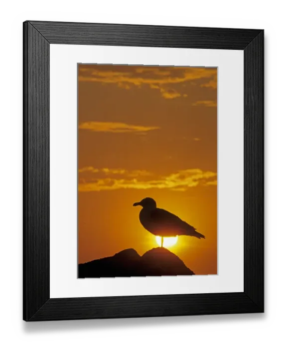 Framed Print : 05. Silhouette of a Western Gull, Larus occidentalis Framed Print : 05. Silhouette of a Western Gull, Larus occidentalis