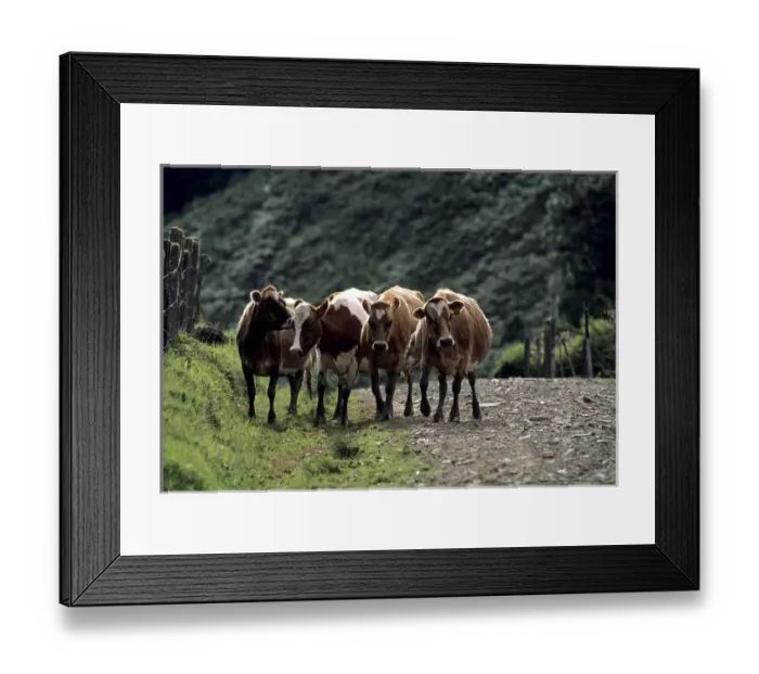 Framed Print : 05. CA, Costa Rica, San Gerardo de Dota. Cows on Dirt Path Framed Print : 05. CA, Costa Rica, San Gerardo de Dota. Cows on Dirt Path