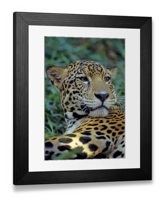 Framed Print : 05. Jaguar, Panthera onca Framed Print : 05. Jaguar, Panthera onca