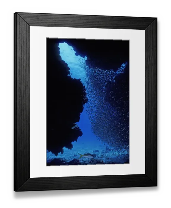 Framed Print : 05. Reef Silverside, Allanetta harringtonensis Framed Print : 05. Reef Silverside, Allanetta harringtonensis