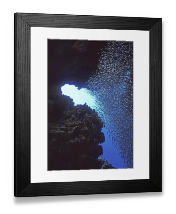 Framed Print : 05. Reef Silverside, Allanetta harringtonensis Framed Print : 05. Reef Silverside, Allanetta harringtonensis