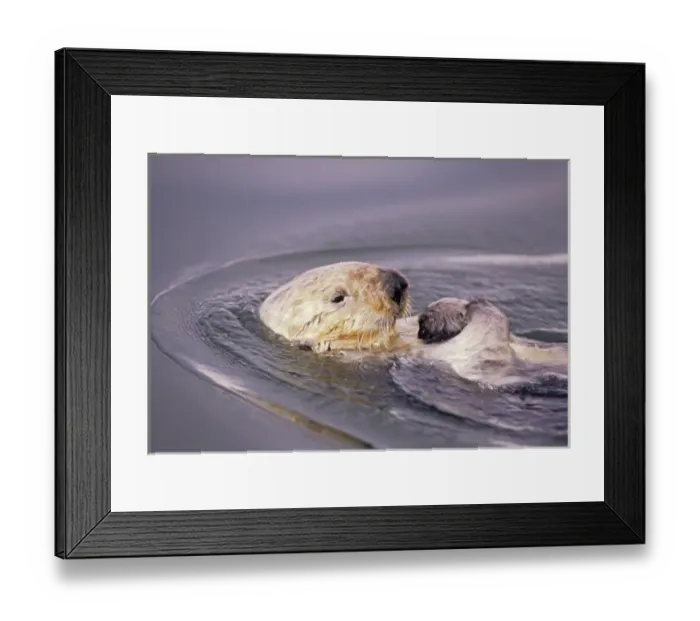 Framed Print : 05. Sea Otters, Enhydra lutris Framed Print : 05. Sea Otters, Enhydra lutris