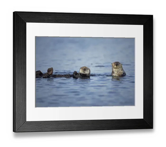 Framed Print : 05. Sea Otters, Enhydra lutris Framed Print : 05. Sea Otters, Enhydra lutris