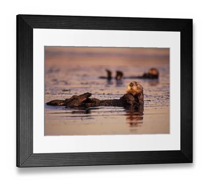 Framed Print : 05. Sea Otters, Enhydra lutris Framed Print : 05. Sea Otters, Enhydra lutris
