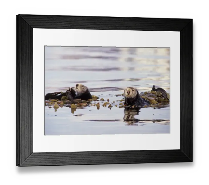 Framed Print : 05. California Sea Otter Enhydra lutris