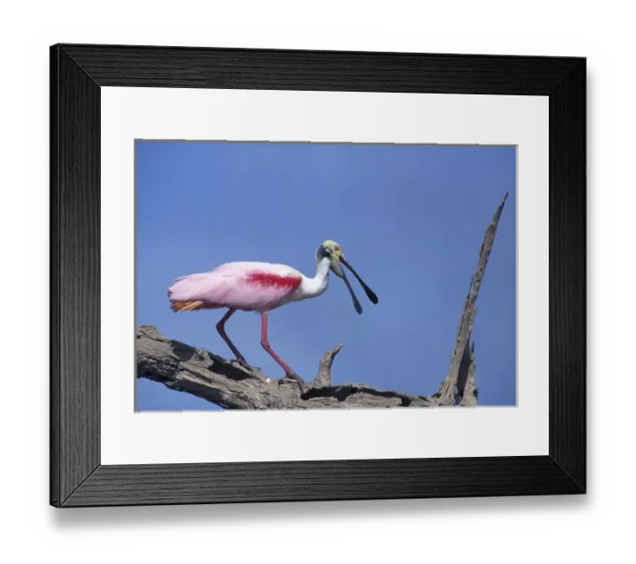Framed Print : 05. Spoonbill Perched on Snag Framed Print : 05. Spoonbill Perched on Snag