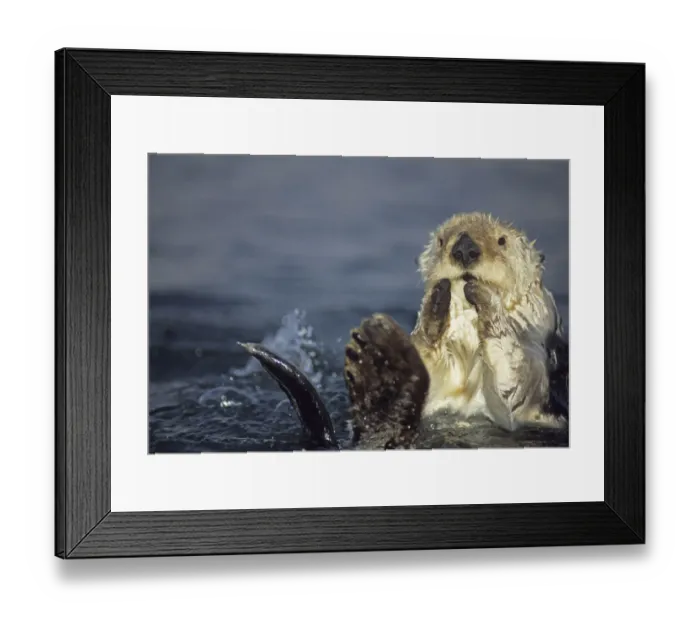 Framed Print : 05. Sea Otter, Enhydra lutris Framed Print : 05. Sea Otter, Enhydra lutris