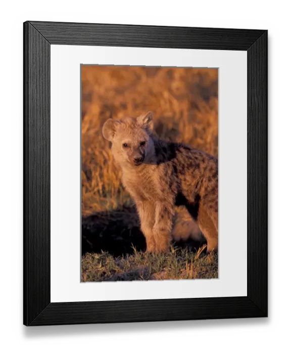 Framed Print : Africa, Safari, Hyena Framed Print : Africa, Safari, Hyena