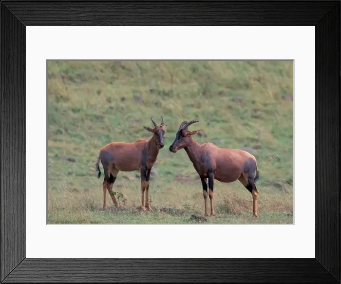 Framed Print : Africa, Safari, Topi Framed Print : Africa, Safari, Topi