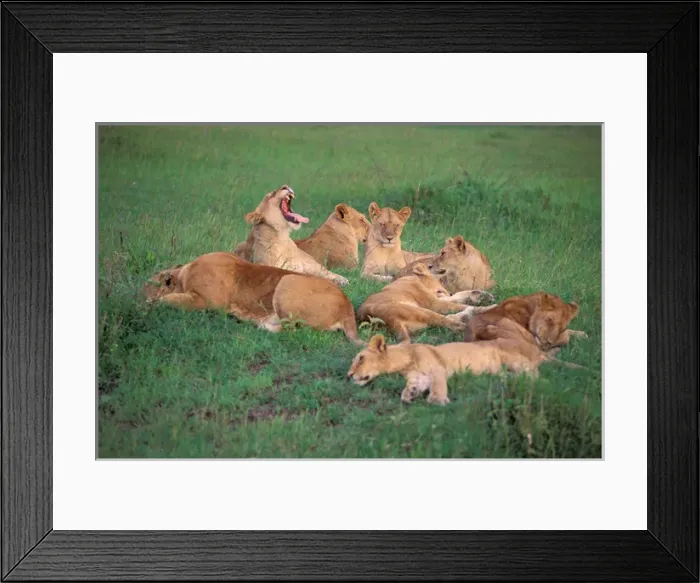 Framed Print : Africa, Safari, Lions