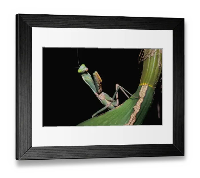 Framed Print : Mantis. Preying Mantis Framed Print : Mantis. Preying Mantis