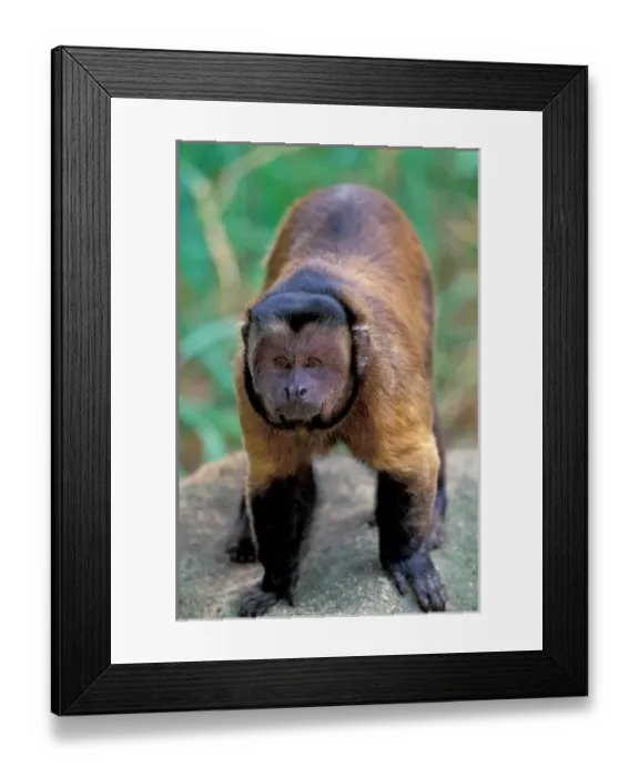 Framed Print : Central America, Brown Pale-fronted Capuchin, Cebus Albifrons