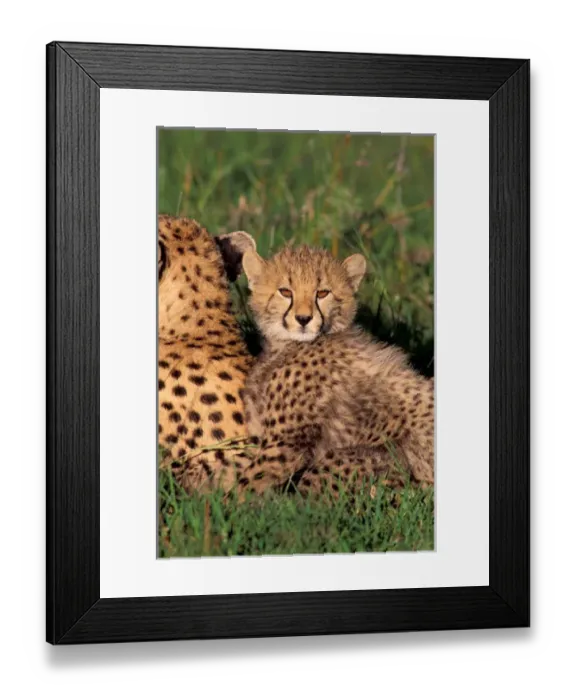 Framed Print : Africa, Safari, Leopard Framed Print : Africa, Safari, Leopard
