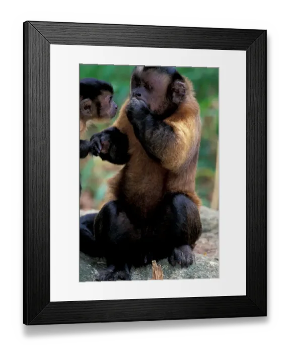 Framed Print : Central America, Brown Pale-fronted Capuchin, Cebus Albifrons