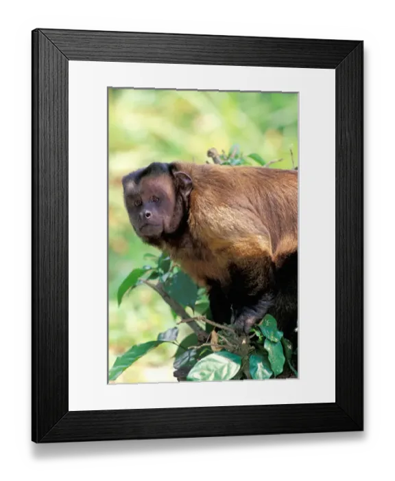 Framed Print : Central America, Brown Pale-fronted Capuchin, Cebus Albifrons Framed Print : Central America, Brown Pale-fronted Capuchin, Cebus Albifrons