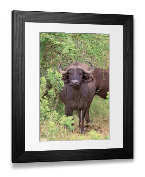 Framed Print : Africa, Safari, Water Buffalo Framed Print : Africa, Safari, Water Buffalo