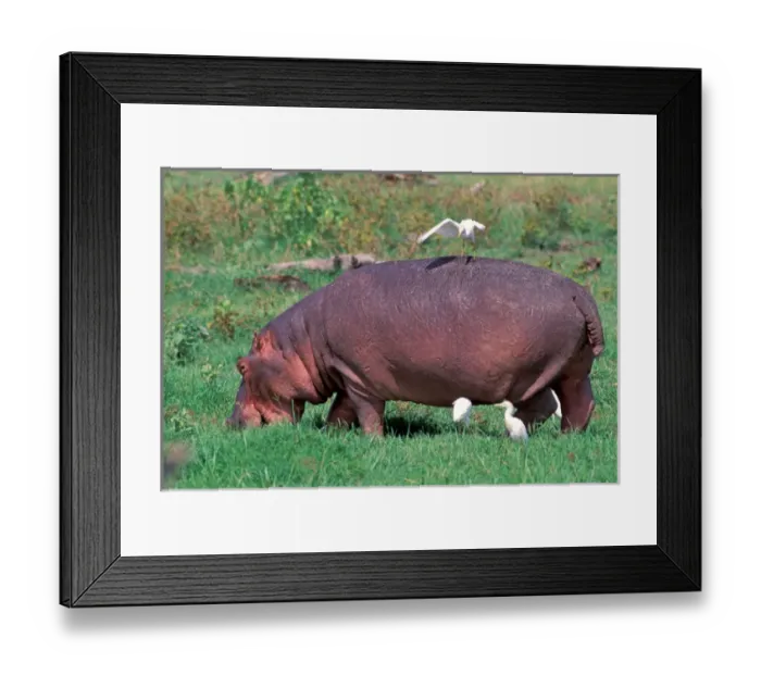Framed Print : Africa, Safari, Hippopotamus Framed Print : Africa, Safari, Hippopotamus