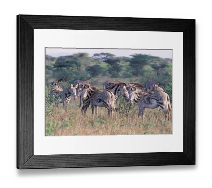 Framed Print : Africa, Safari, Zebra Framed Print : Africa, Safari, Zebra