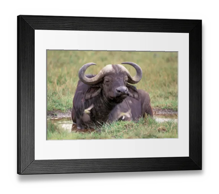 Framed Print : Africa, Safari, Water Buffalo Framed Print : Africa, Safari, Water Buffalo