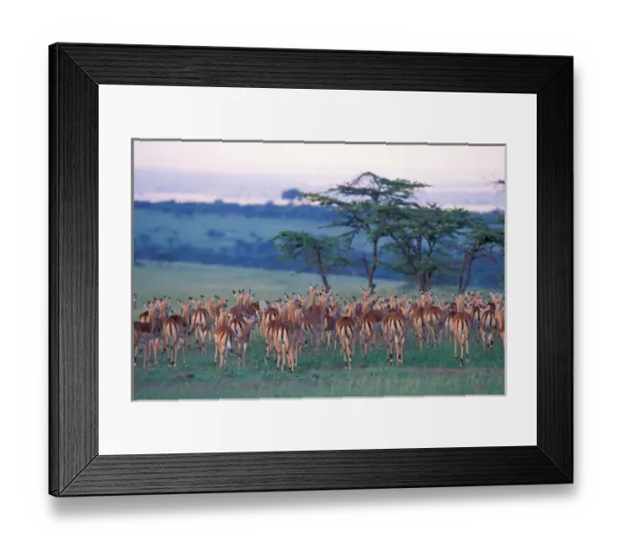 Framed Print : Africa, Safari, impala Framed Print : Africa, Safari, impala