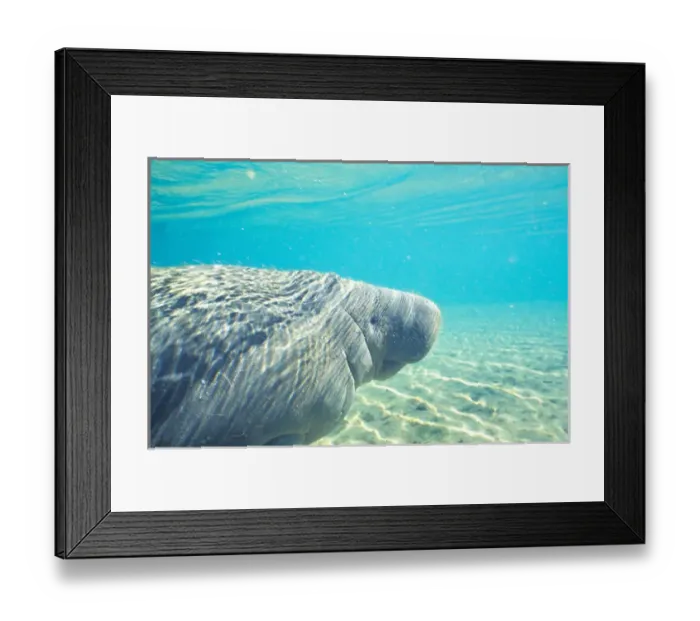 Framed Print : Manatee, Tichechus Manatus Framed Print : Manatee, Tichechus Manatus