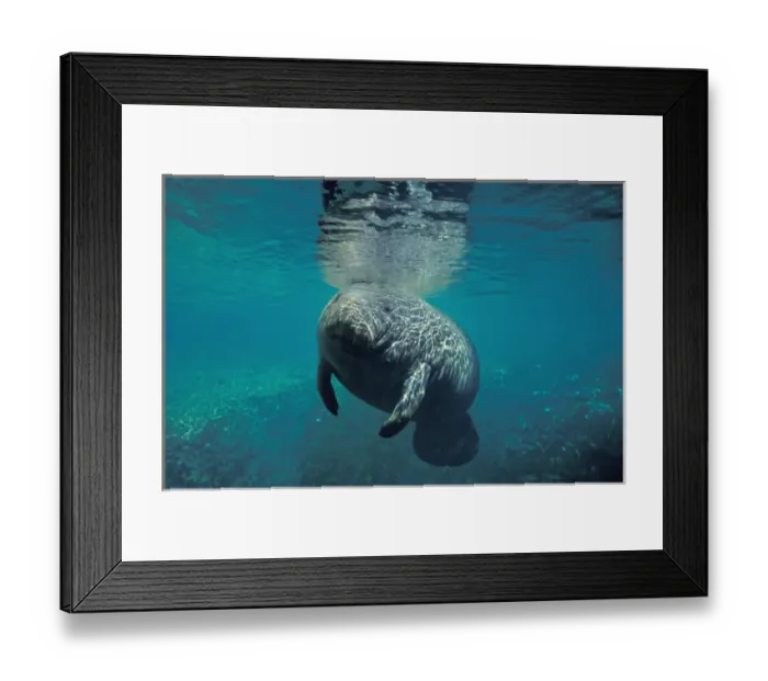 Framed Print : Manatee, Tichechus Manatus Framed Print : Manatee, Tichechus Manatus
