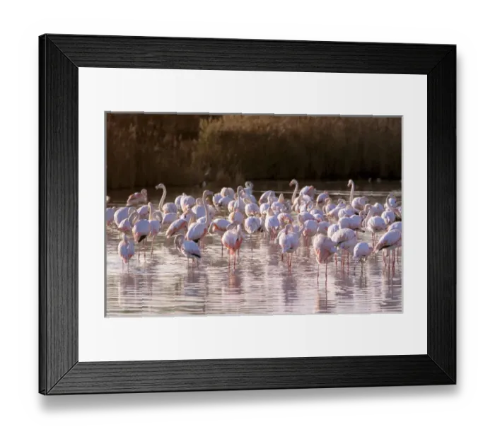 Framed Print : Europe, France, Greater Flamingo, Phoenicopterus Rubber
