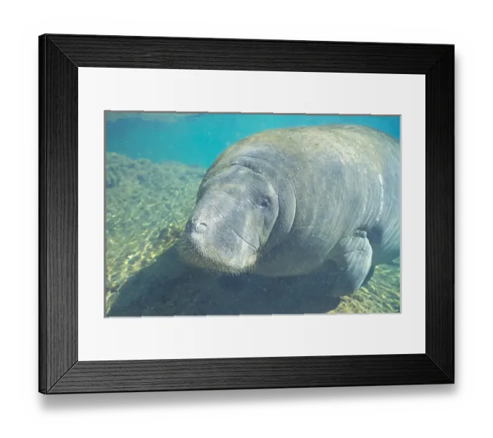 Framed Print : Manatee, Tichechus Manatus Framed Print : Manatee, Tichechus Manatus