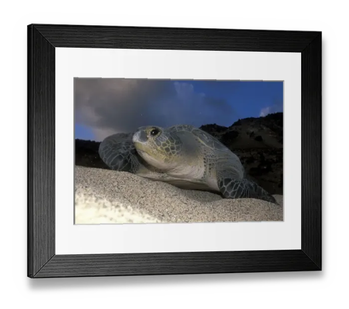 Framed Print : Green Turtle (Chelonia mydas) nesting female on beach, Ascension Island, South Atlantic Framed Print : Green Turtle (Chelonia mydas) nesting female on beach, Ascension Island, South Atlantic