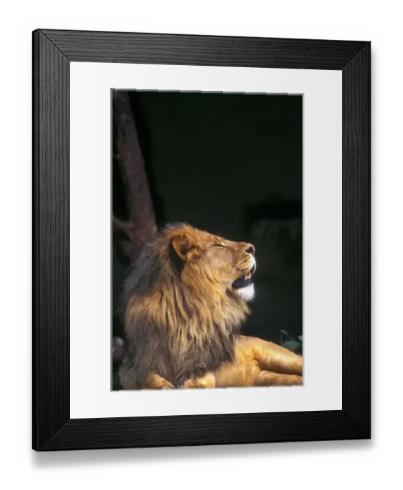 Framed Print : A male lion ralaxes in the late afternoon sun, Africa Framed Print : A male lion ralaxes in the late afternoon sun, Africa