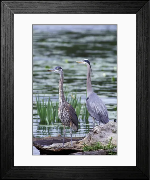 Framed Print : USA, Washington State, Juanita Bay Wetlands. Great Blue Heron pair standing on log