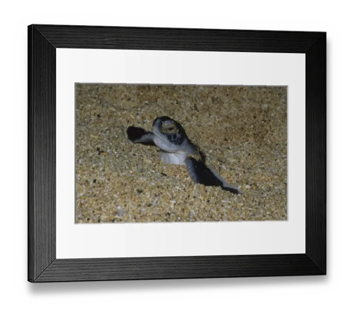 Framed Print : Green Sea Turtle, (Chelonia mydas), hatchling, Ascension Island, South Atlantic Ocean Framed Print : Green Sea Turtle, (Chelonia mydas), hatchling, Ascension Island, South Atlantic Ocean