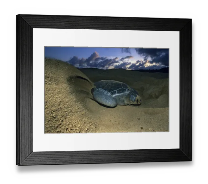 Framed Print : Green Sea Turtle, (Chelonia mydas), nesting female on beach, Ascension Island, South Framed Print : Green Sea Turtle, (Chelonia mydas), nesting female on beach, Ascension Island, South
