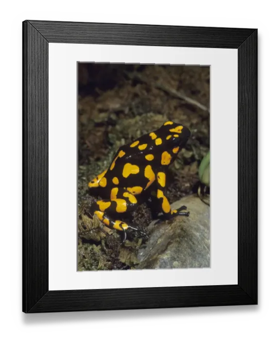 Framed Print : Poison Dart Frog, (Dendrobates histrionicus), South America