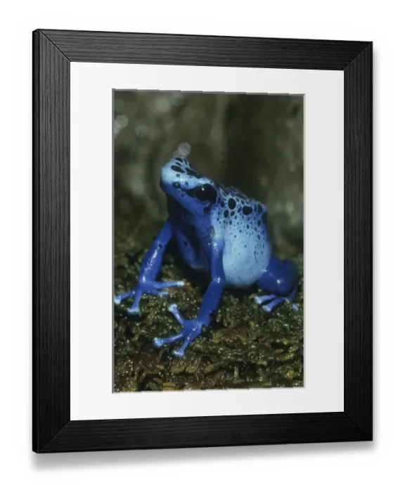 Framed Print : Poison Dart Frog, (Dendrobates azureus), Surinam, South America Framed Print : Poison Dart Frog, (Dendrobates azureus), Surinam, South America