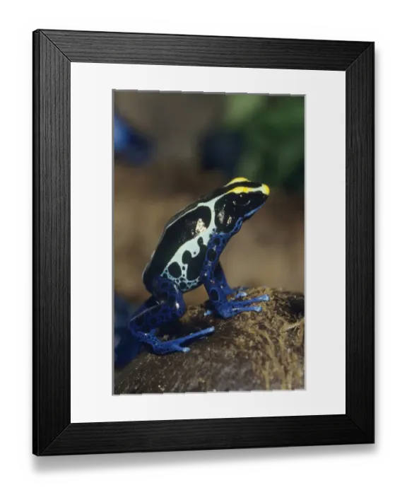 Framed Print : Poison Dart Frog (Dendrobates tinctorius), South America CAPTIVE Framed Print : Poison Dart Frog (Dendrobates tinctorius), South America CAPTIVE
