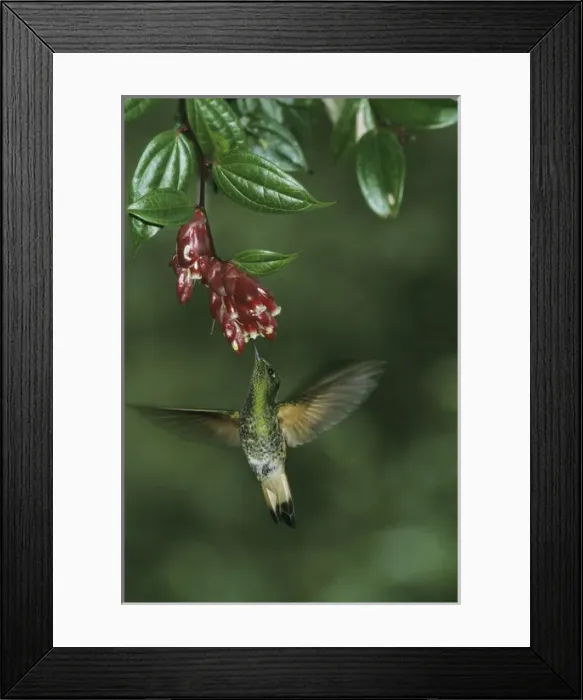 Framed Print : Buff-Tailed Coronet Hummingbird, (Boissonneaua flavescens), 2500m, Western Andes, Ecuador