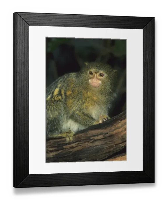Framed Print : Pygmy Marmoset, (Cebuella pygmaea), captive, Amazon basin