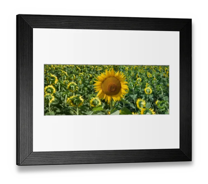 Framed Print : Sun flowers