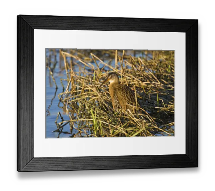 Framed Print : Clapper Rail (Rallus longirostris) adult, also known as marsh hen hunting Framed Print : Clapper Rail (Rallus longirostris) adult, also known as marsh hen hunting