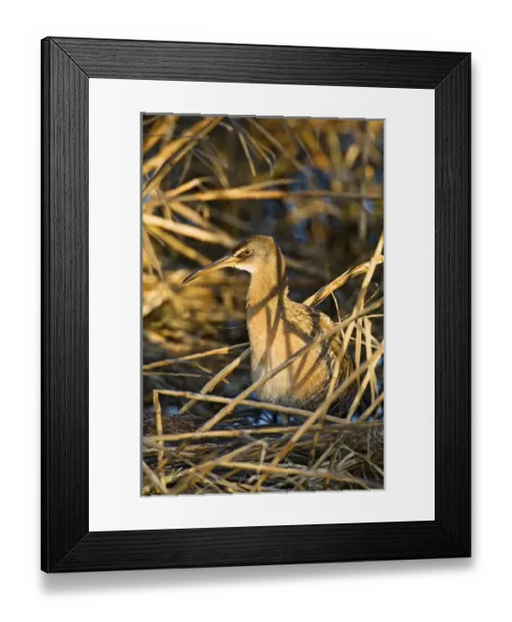 Framed Print : Clapper Rail (Rallus longirostris) adult, also known as marsh hen hunting Framed Print : Clapper Rail (Rallus longirostris) adult, also known as marsh hen hunting