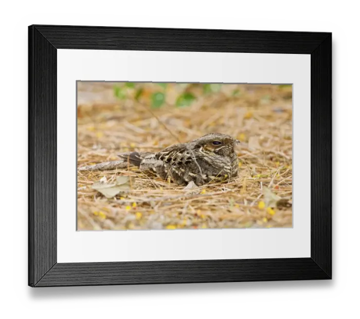 Framed Print : Common Paraque (Nyctidromus albicollis) sleeping in leaf litter on ground where it Framed Print : Common Paraque (Nyctidromus albicollis) sleeping in leaf litter on ground where it