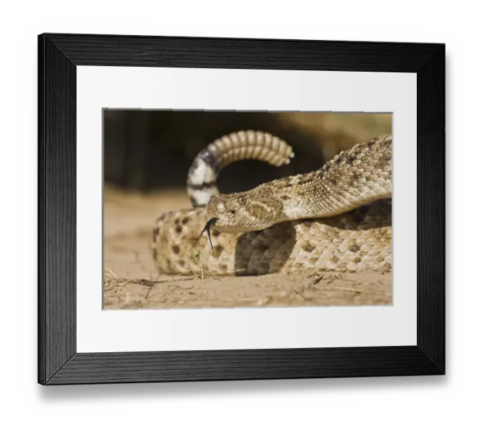 Framed Print : Diamondback Rattlesnake (Crotalus atrox), adult, Hidalgo County, south Texas, USA